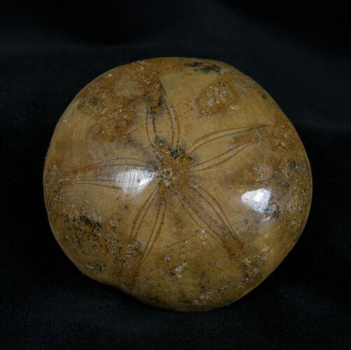 Fossil Sand Dollar Mepygurus From Madagascar #1394